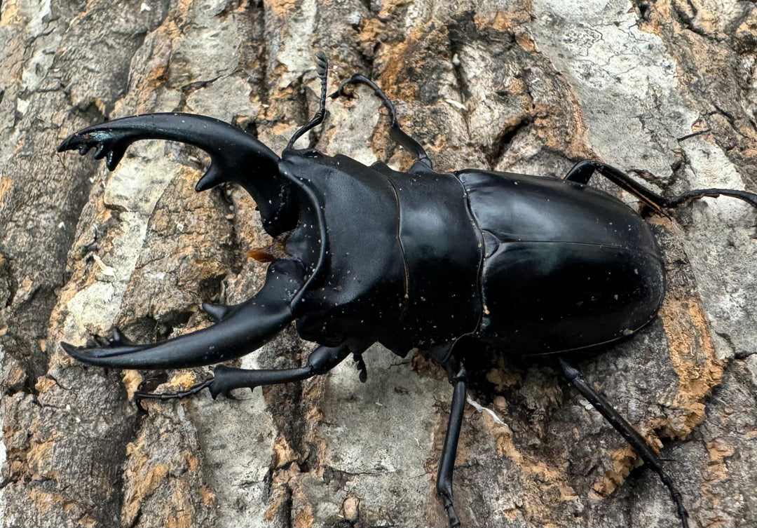 【WD】《アルケスツヤクワガタ 79mm ペア》