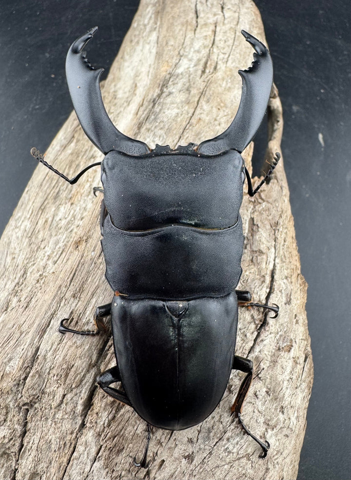 【WD】《西ペレンヒラタ（スラウェシオオヒラタ） 88mm ペア》