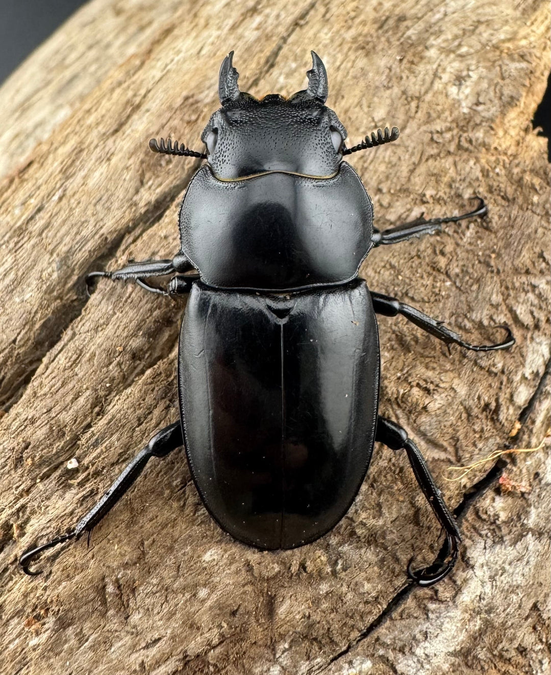 【WD】《メルキオリティスフタマタ 36mm ♀単》