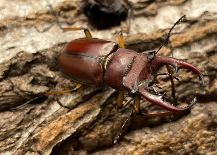 【WD】《ジュシャンミヤマ 41mm ペア》