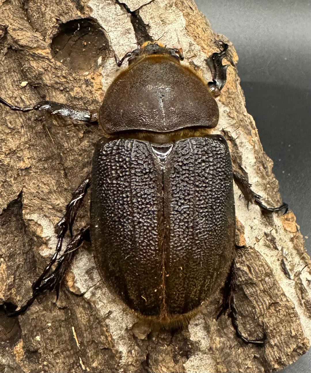 《ヘラクレス・ヘラクレス 126mm ペア》