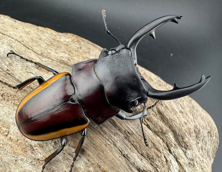 【WD】《スチーブンスツヤ亜種duivenbodei 大歯 67.5mm ペア》