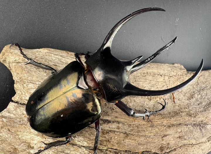 【WD】《ミンダナオアトラスオオカブト マラグサン産 92mm ペア》