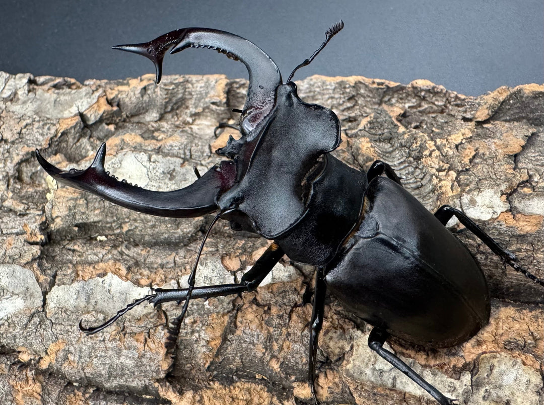 《アクベシアヌスミヤマ 84mm ペア》