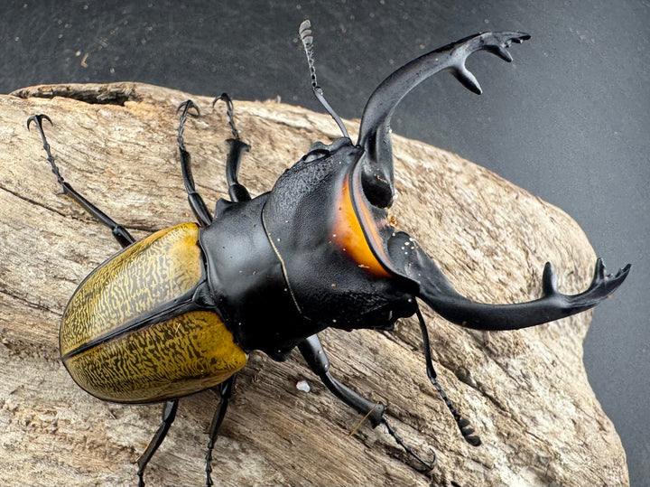 【WD】《スペクタビリスツヤクワガタ 75.5mm ペア》