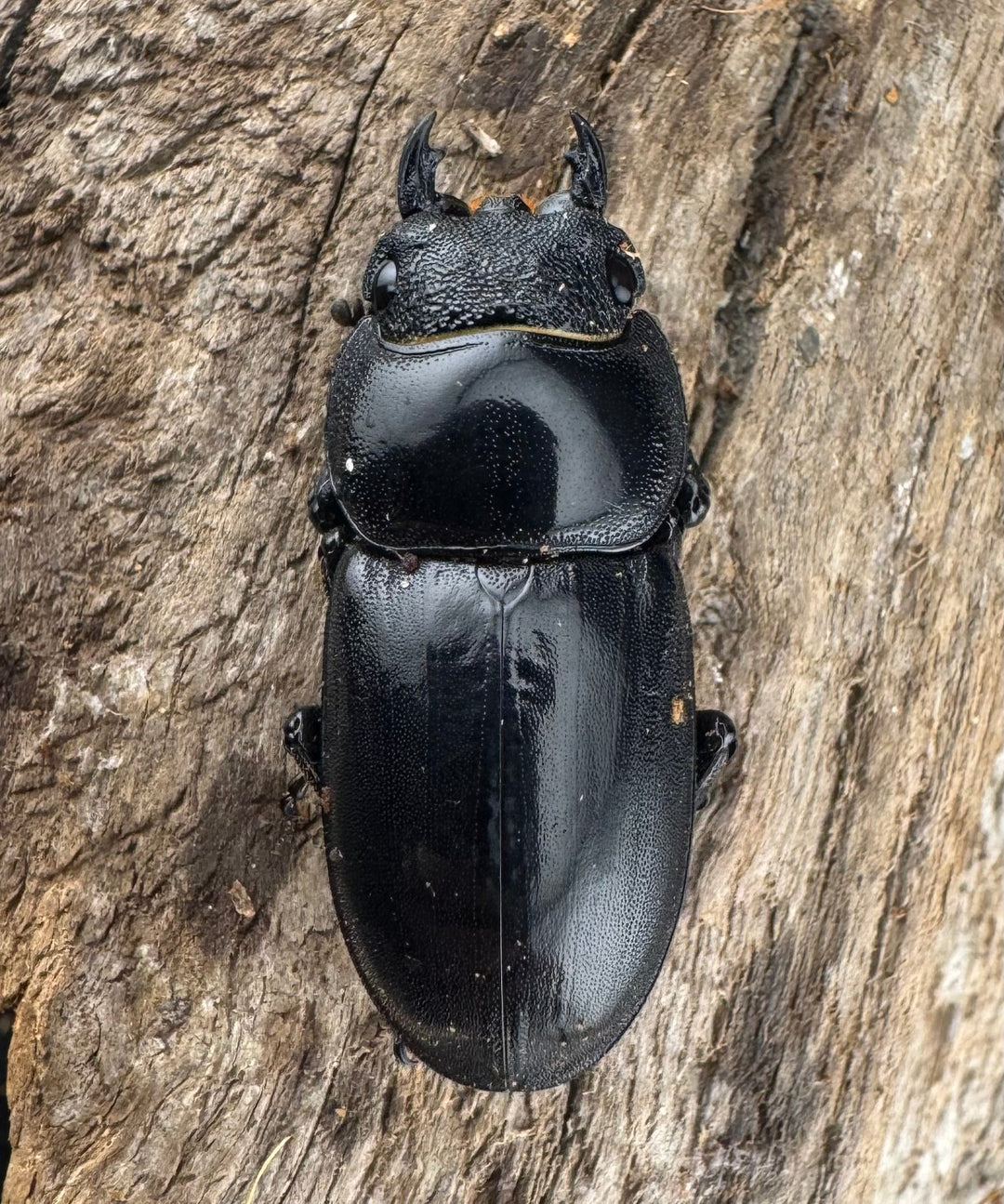 【WD】《パラワンオオヒラタ ガントン産 91mm ペア》