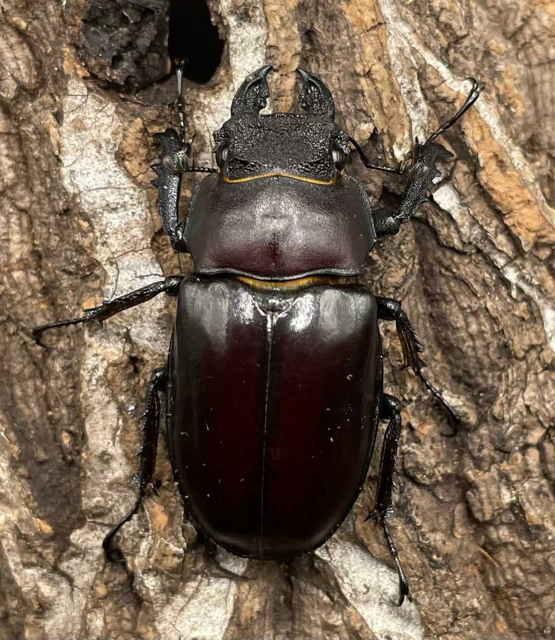 【WD】《フライミヤマクワガタ 73mm ペア》