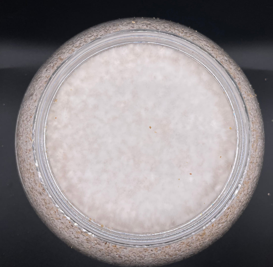 【KPWオリジナル】オオヒラタケ菌糸ボトル 2300cc