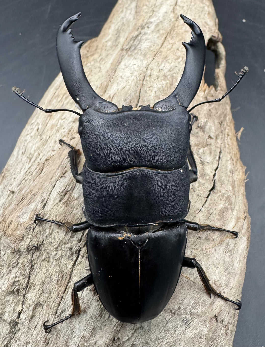 【WD】《西ペレンヒラタ（スラウェシオオヒラタ） 90.5mm ペア》