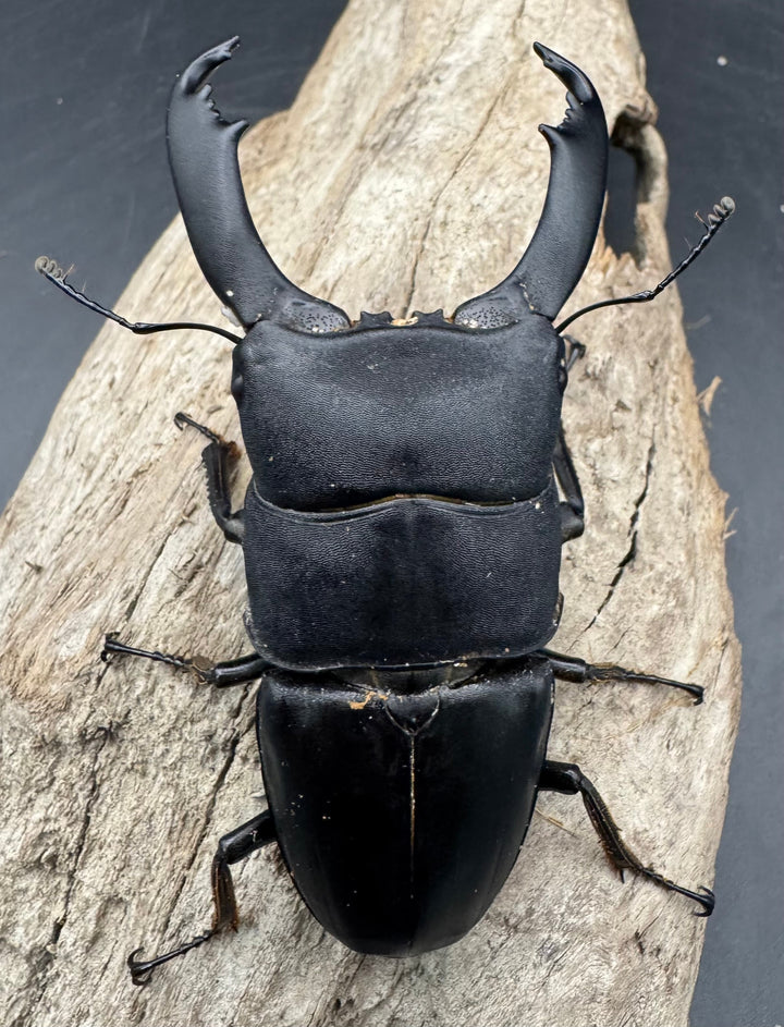 【WD】《西ペレンヒラタ（スラウェシオオヒラタ） 90.5mm ペア》