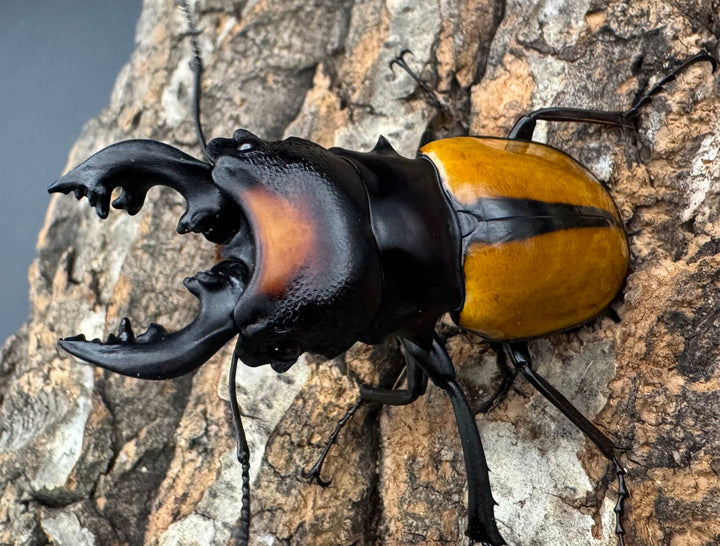 【WD】《ボーレンホーベンツヤクワガタ 62mm ペア》