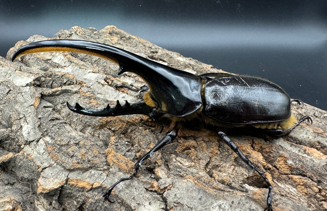 《ヘラクレス・ヘラクレス 139mm ペア》