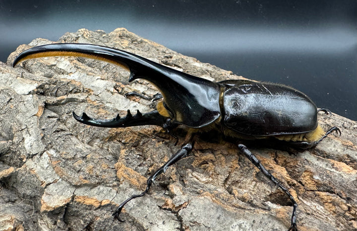 《ヘラクレス・ヘラクレス 139mm ペア》