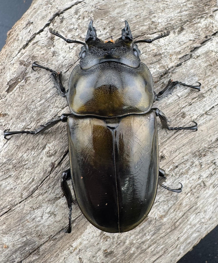 【F0】《ローゼンベルグオウゴンオニクワガタ 52mm ♀単》②