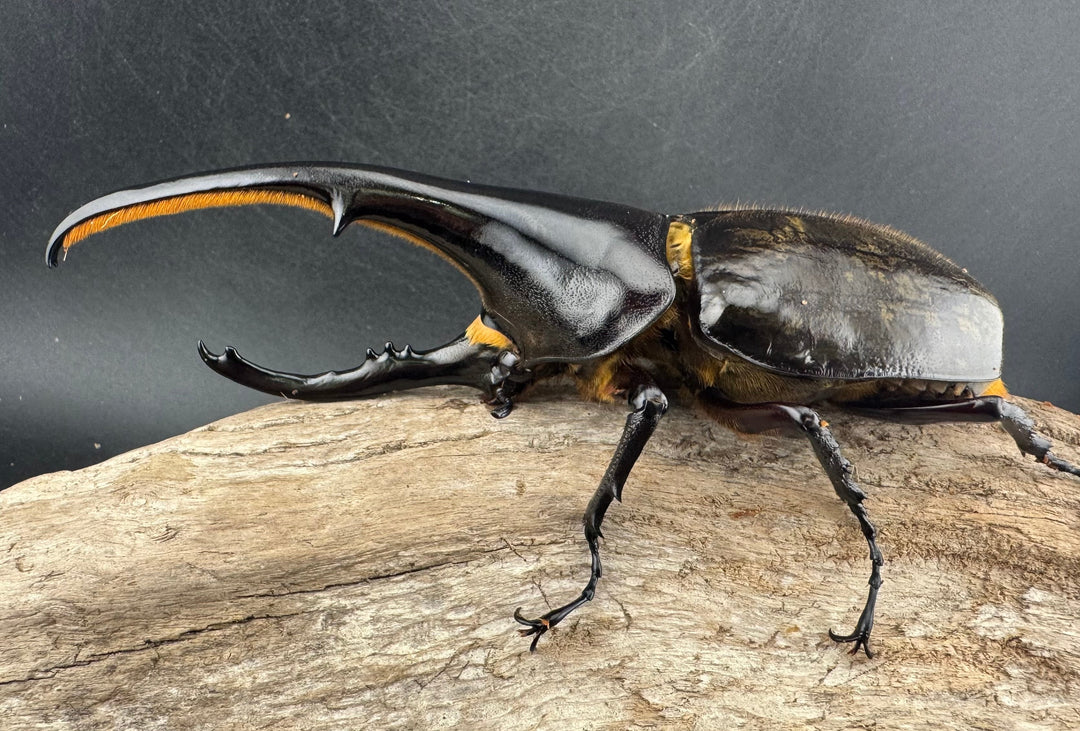 即ブリ《ヘラクレス・ヘラクレス 優良血統 139mm ペア》