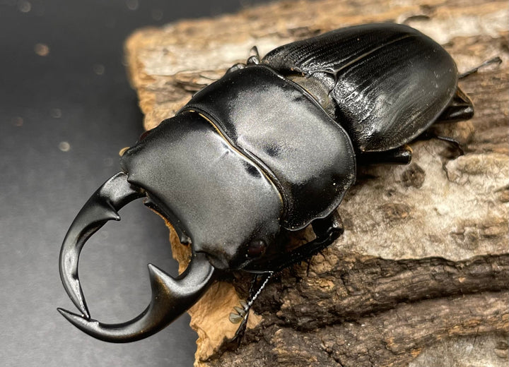 【WD】《パラワンパリーオオクワ 60mmUP ペア》