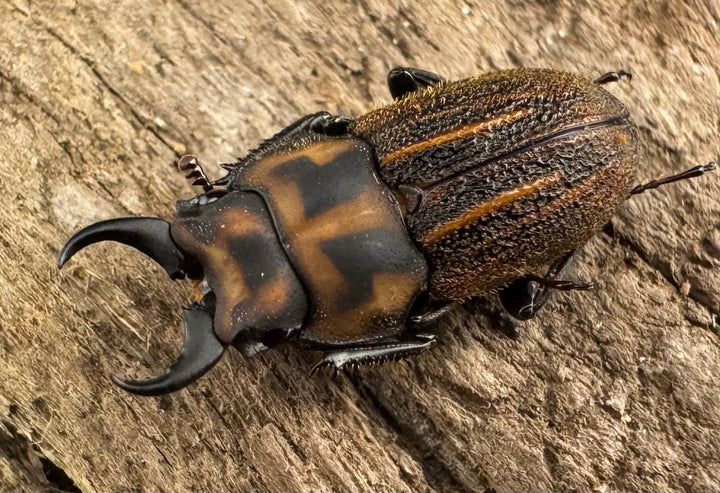 《ソウラニセネブト 16mm ♂♀♀トリオ》