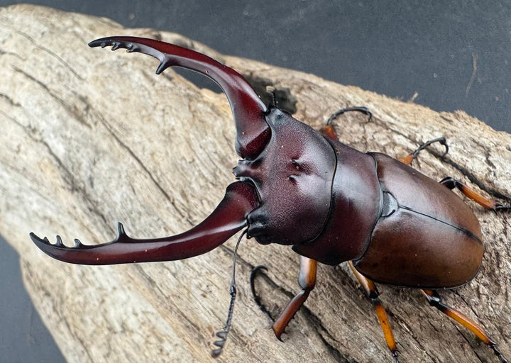 【WD】《アスタコイデスノコギリ 西ジャワ産 63mm ペア》