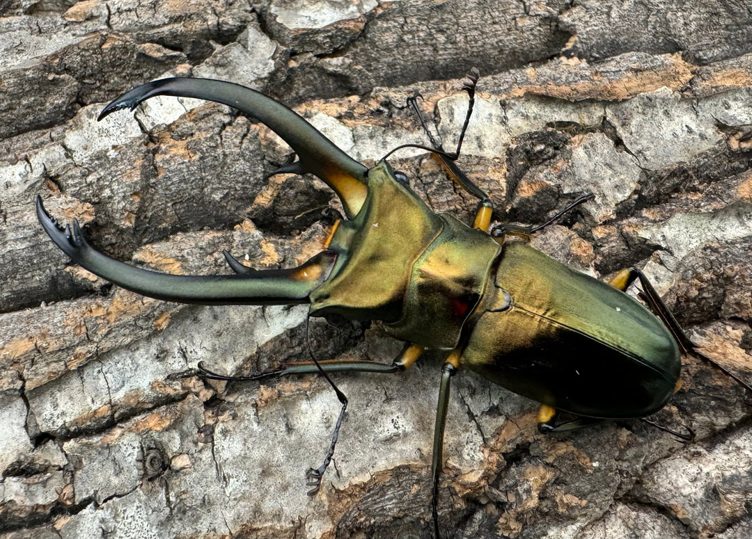 【美麗】《エラフスホソアカ 82.5mm ペア》セルヴォラン氏ブリード個体