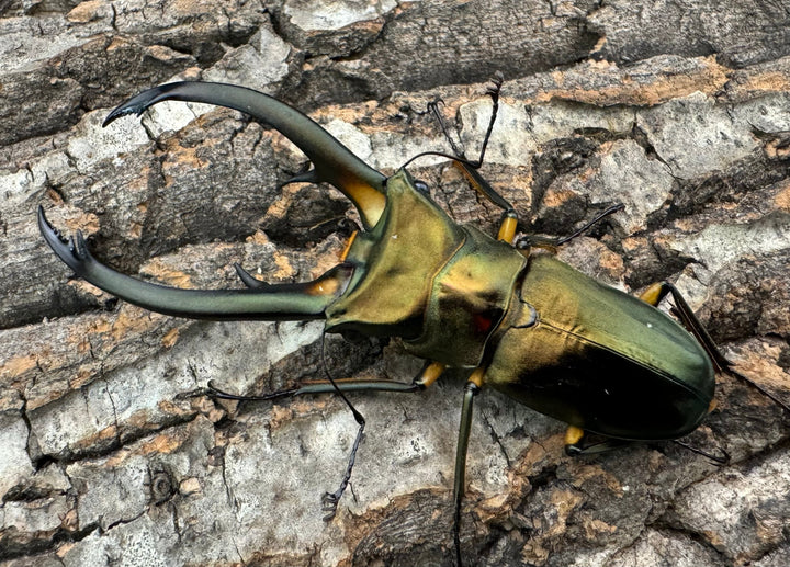 【美麗】《エラフスホソアカ 82.5mm ペア》セルヴォラン氏ブリード個体