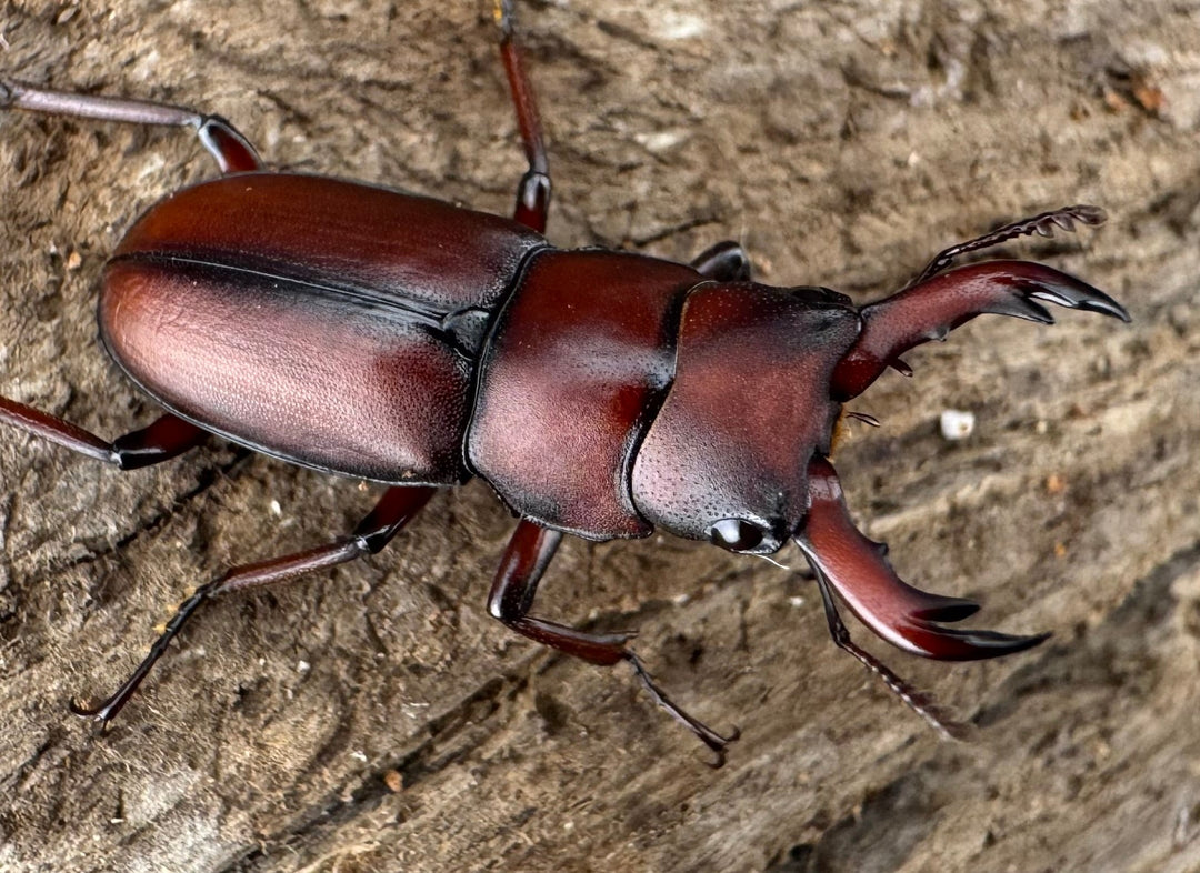 【WD】《ヨンレンセスジ 23mm ペア》