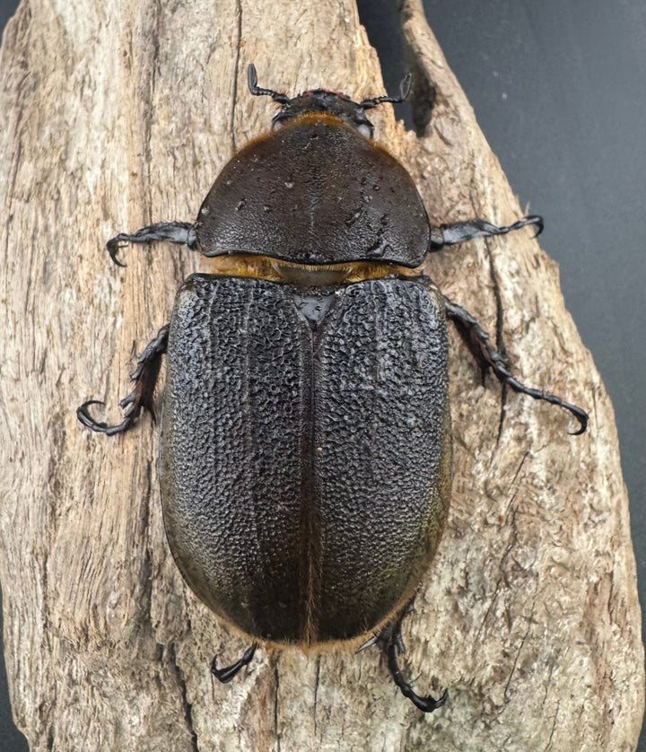 即ブリ《ヘラクレス・ヘラクレス 138mm ペア》