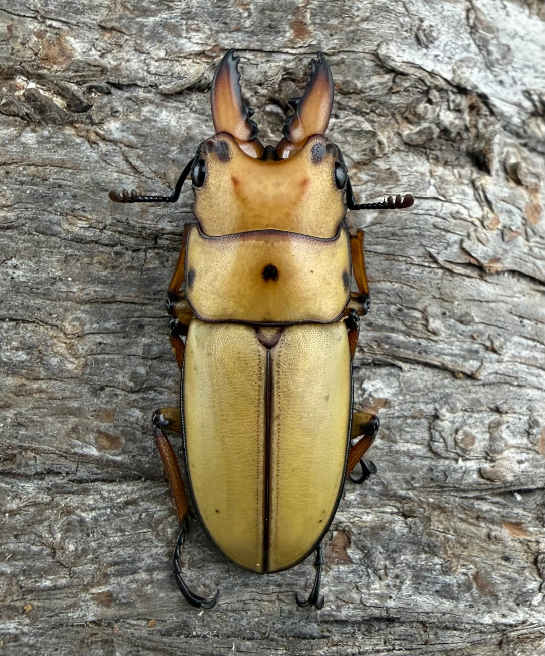 【WD】《オキピタリスノコギリ亜種astericus 26.5mm ペア》