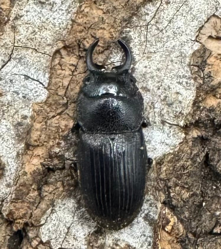 【標本用】【WD】《プレアンガーネブト Free ♀星ペア》