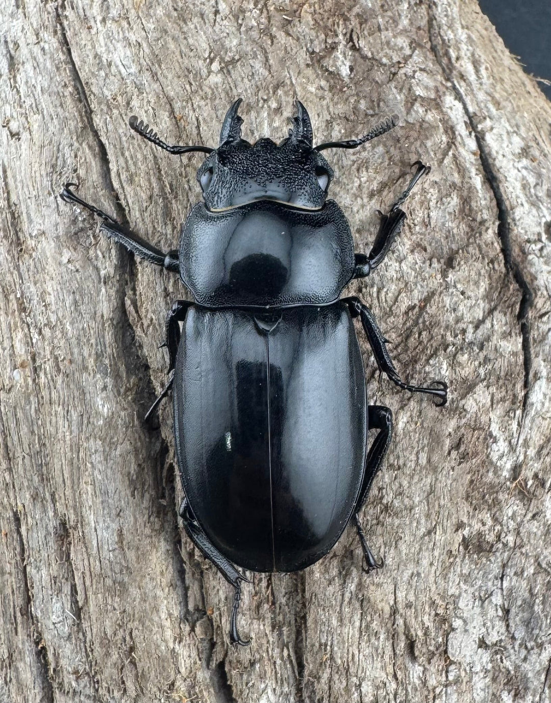 【WD】《ブケットフタマタクワガタ 73mm ペア》