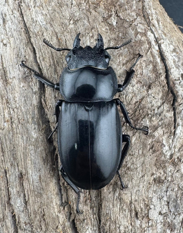 【WD】《ブケットフタマタクワガタ 73mm ペア》