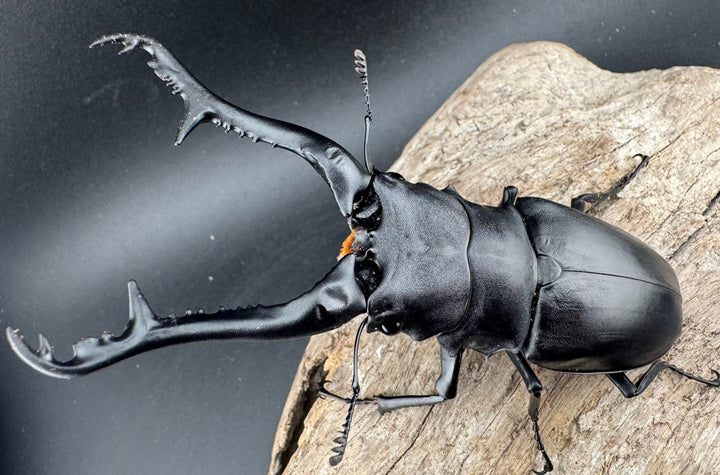 【WF2】《ギラファノコギリ亜種ケイスケ 108mm ペア》