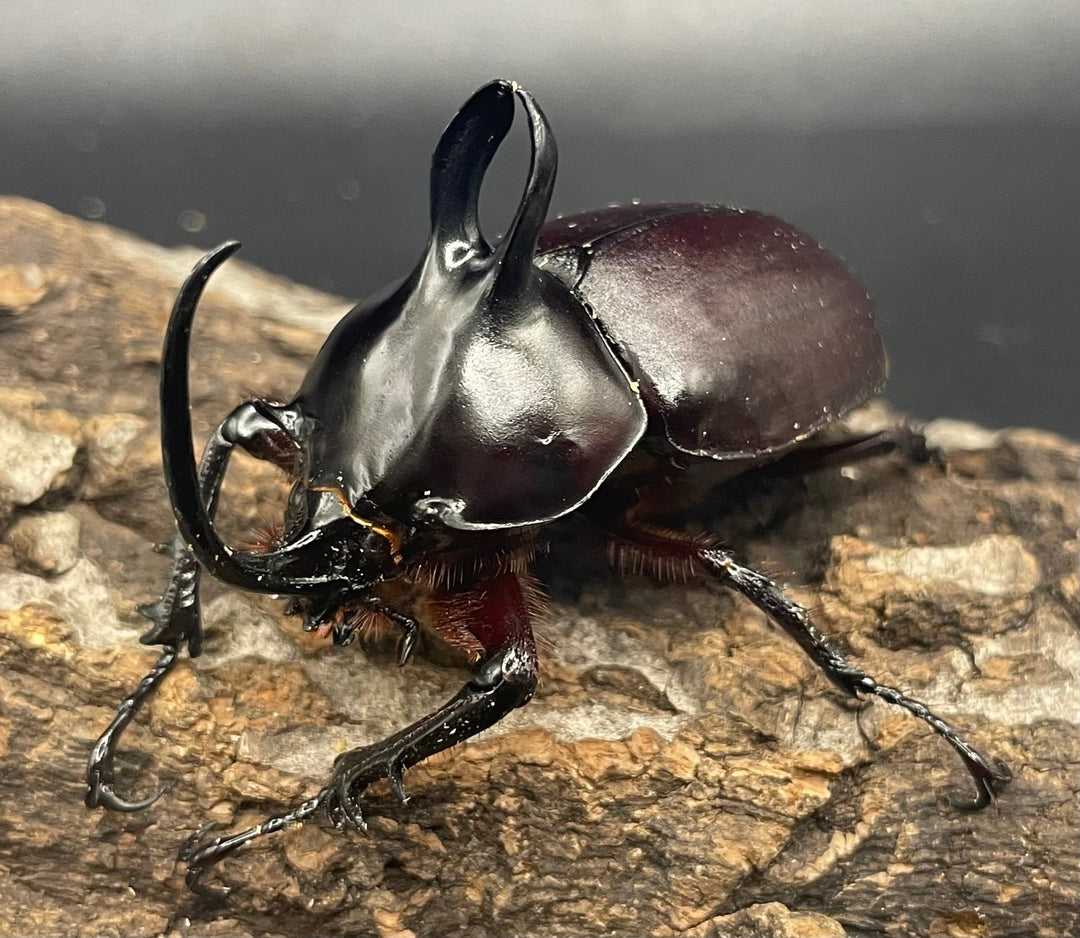 【WD】《ビルマニクス ゴホンツノ ペア》