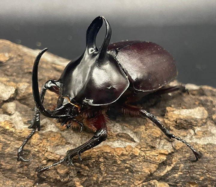 【WD】《ビルマニクス ゴホンツノ ペア》