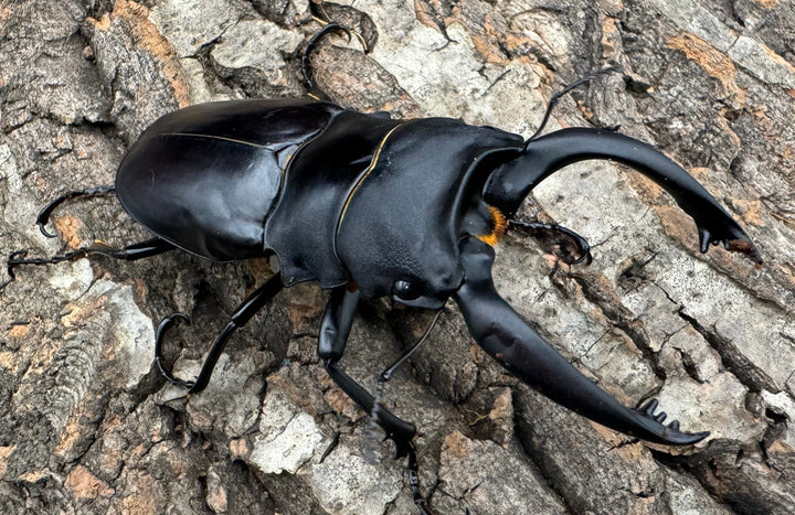 【WD】大型《ミンダナオアルケスツヤクワガタ 93.5mm A’品ペア》