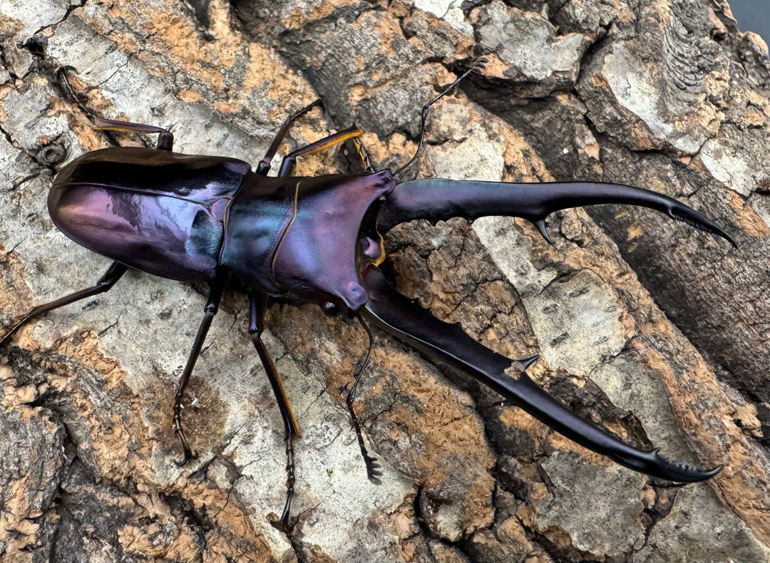 【美麗】《メタリフェルホソアカ 77mm ペア》わたくわ氏ブリード個体