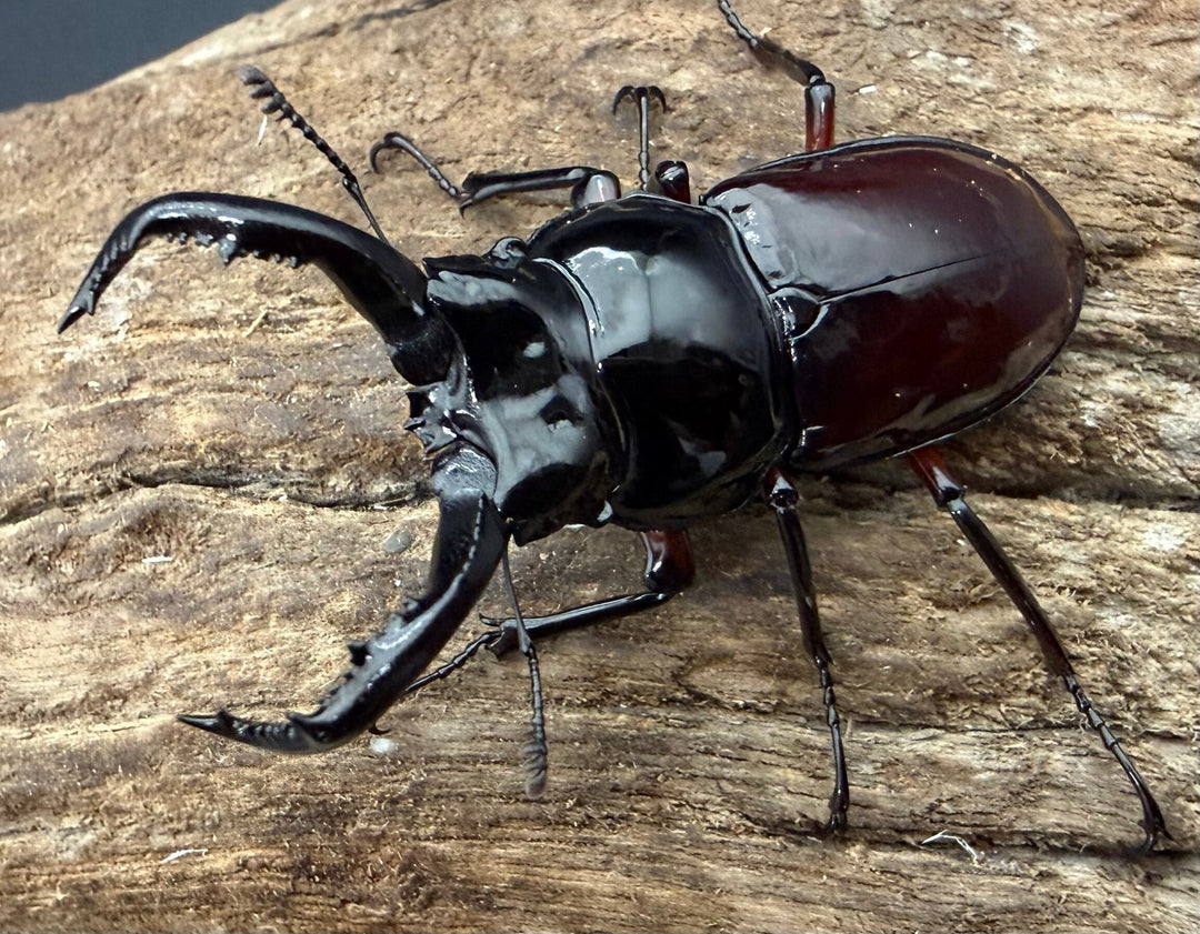 【WD】《オーベルチュールクロツヤシカ 47mm ペア》