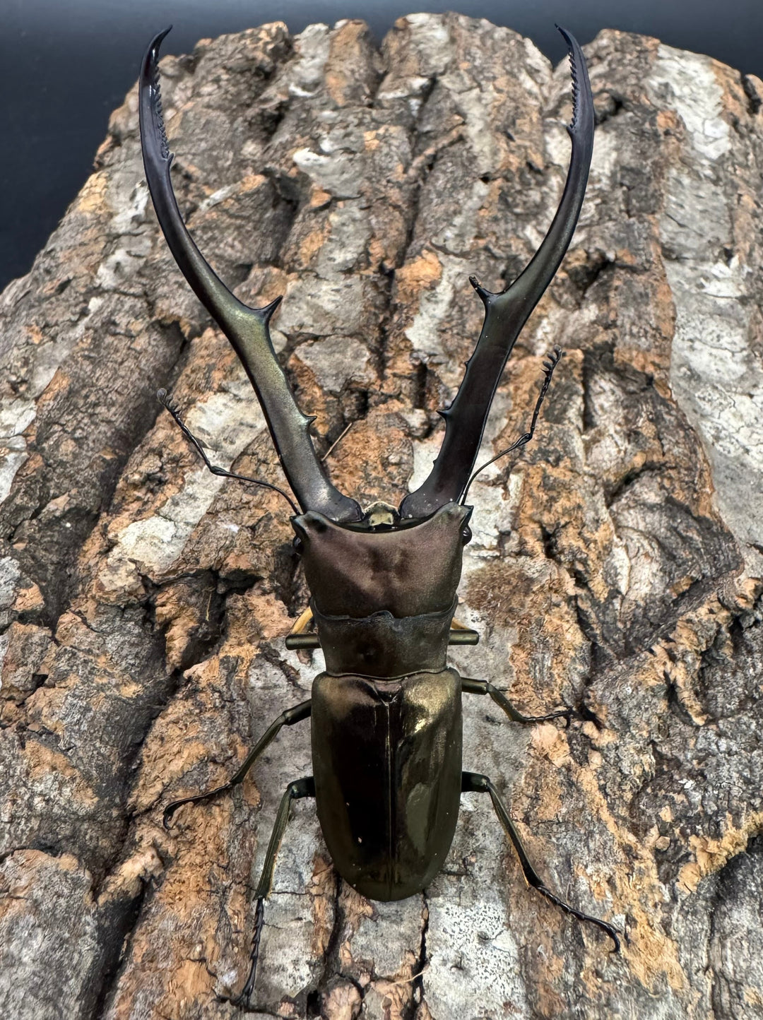 【WD】《メタリフェルホソアカ亜種finae 87mm ペア》