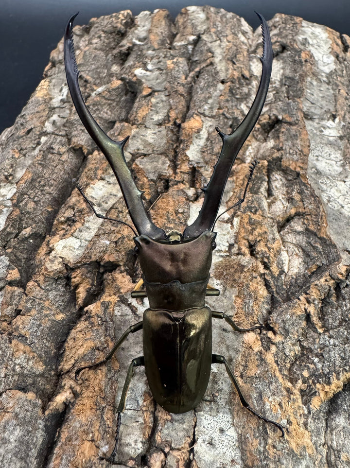 【WD】《メタリフェルホソアカ亜種finae 87mm ペア》