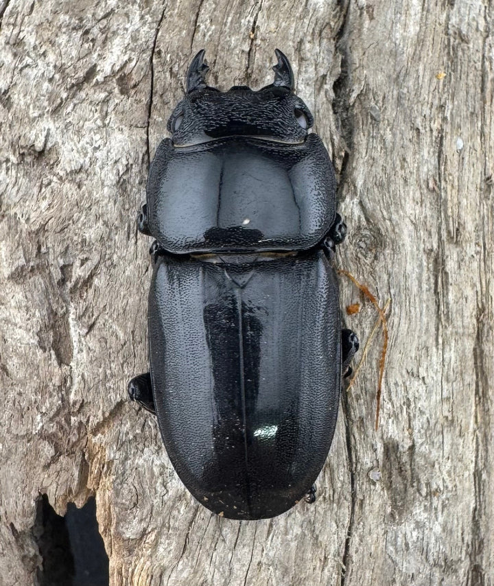 【WD】《スマトラオオヒラタ ベンクール産 93mm ペア》