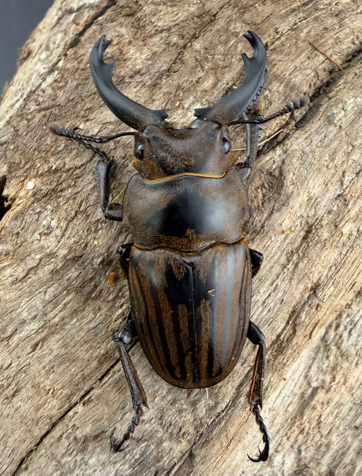 【WD】《ストリアータツヤクワガタ 40mm ペア》