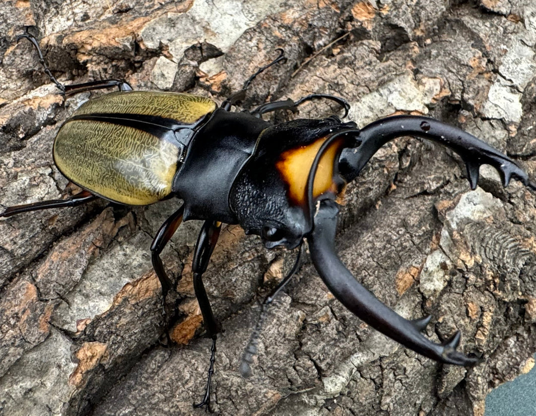 【WD】《ラコダールツヤクワガタ 76mm ペア》