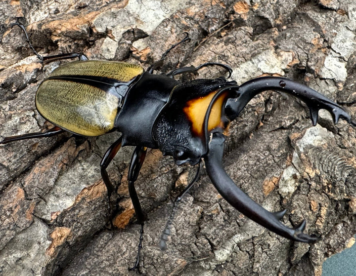 【WD】《ラコダールツヤクワガタ 76mm ペア》