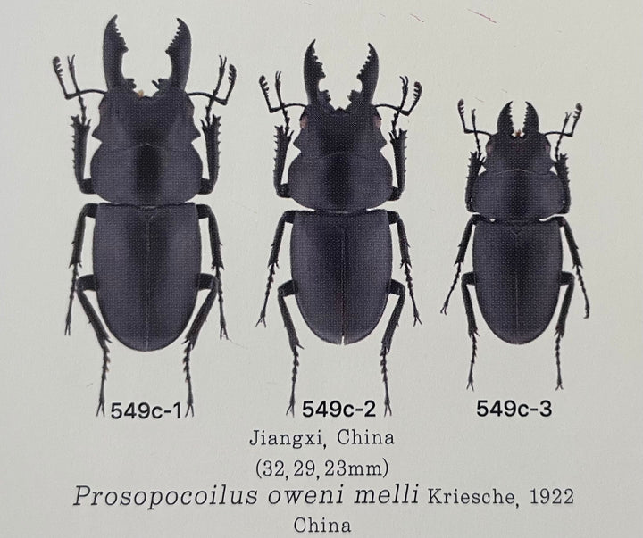 【WD】《オーエンノコギリクワガタ中国亜種melli 33.5mm ペア》