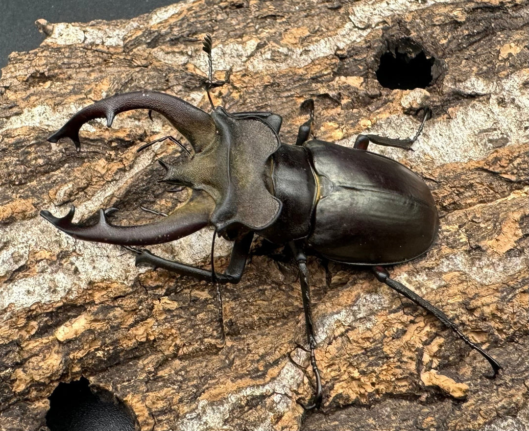 【WD】《フライミヤマクワガタ 61.5mm ペア》