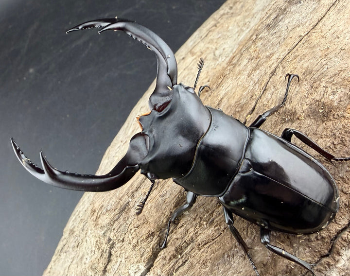 《ウエストウッディ亜種カズミアエ 76mm ペア》