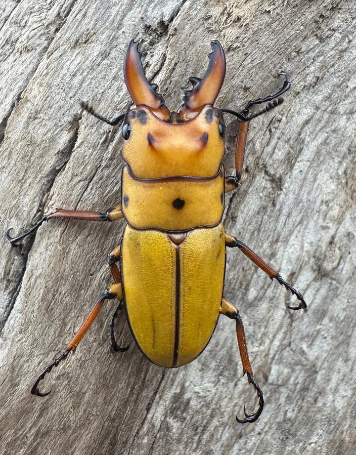 【WD】《オキピタリスノコギリ亜種astericus 30mm ペア》