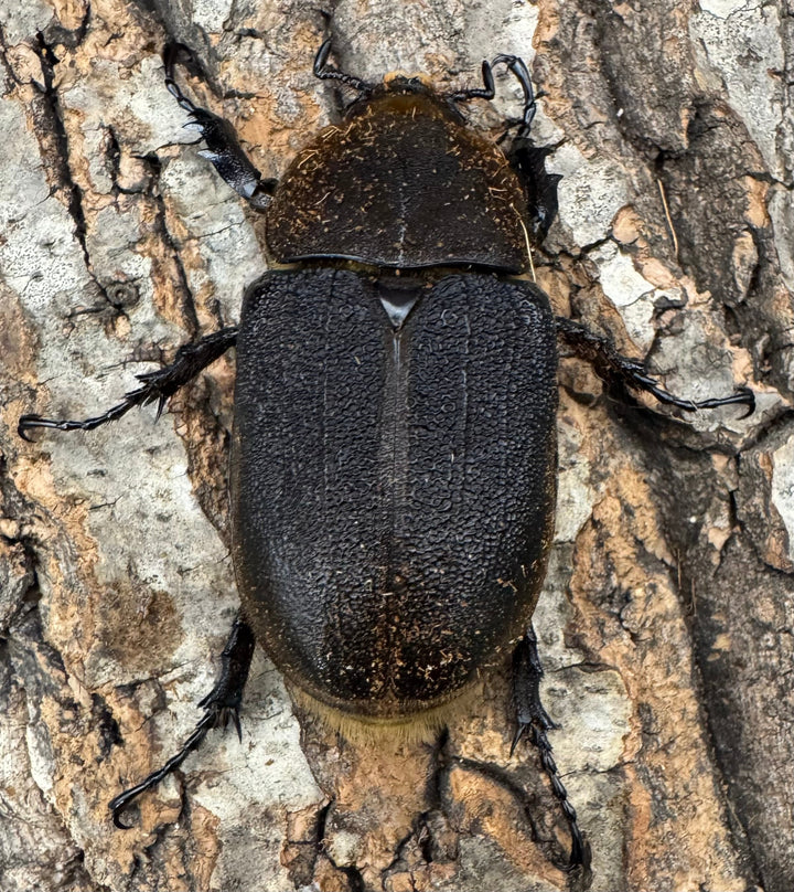 《ヘラクレス・ヘラクレス 125mm ペア》