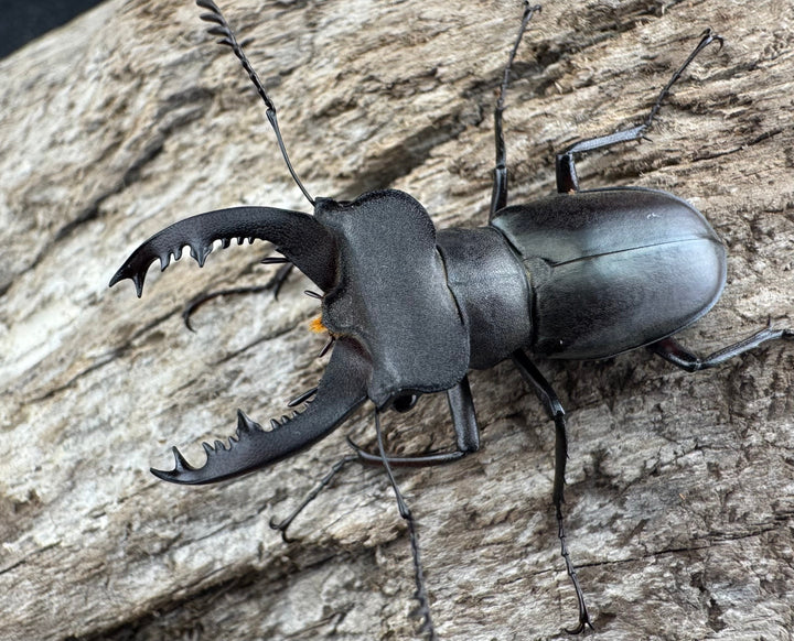 【WD】《クラッペリッヒミヤマ 37.5mm ペア》