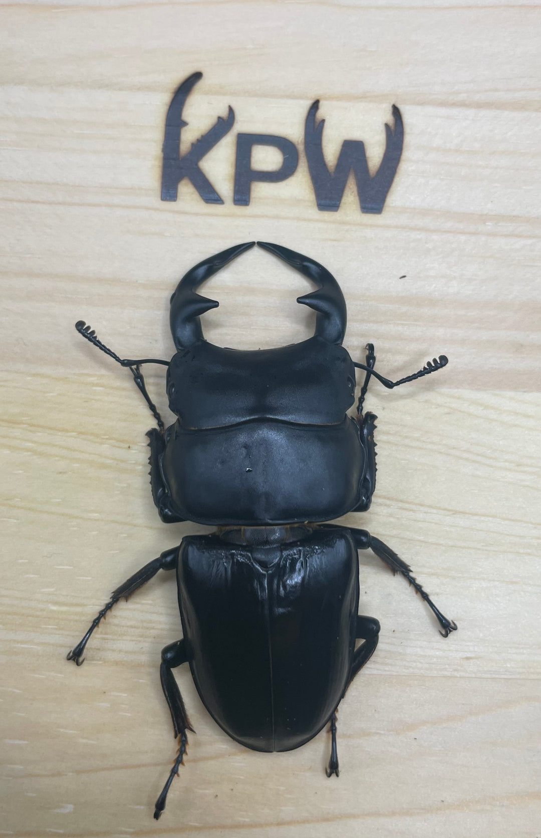 オリジナル破損防止プレート 小