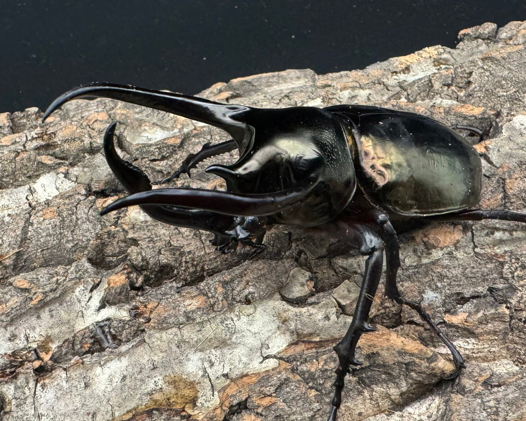 【WD】《ミンダナオアトラスオオカブト 90mm ペア》